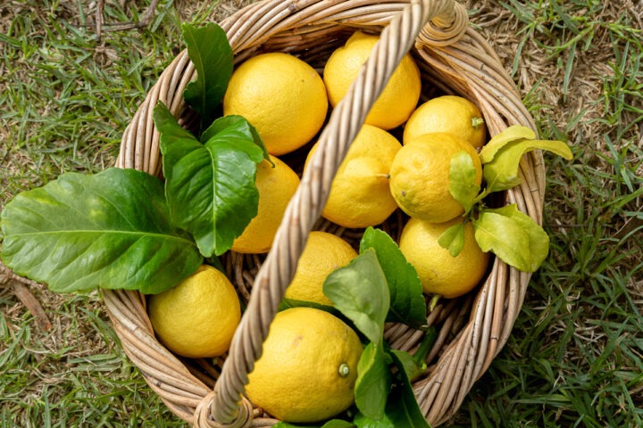 A basked of freshly picked lemons on the grass.